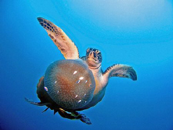 Turtle with value meal - tioman deeparaya by Paul Ng 